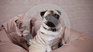 Cute dog pug sit on a chair bag, tired and calm. Close up