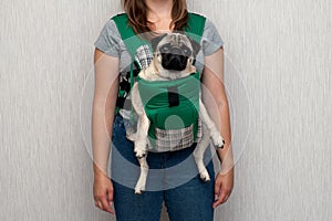 Cute dog pug sitting in the ergo device babycarrier or sling kangaroo carrier. Pet dog like a baby. Happy parenting. Concept