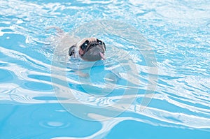 A cute dog Pug swim at a local public pool , float