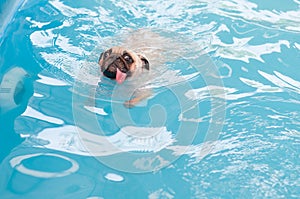 A cute dog Pug swim at a local public pool with tongue