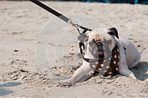 Cute dog pug wink eye fear and afraid water sea beach when people try to pull pug to play swim on sand
