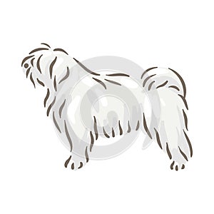 Cute dog Puli breed pedigree vector illustration