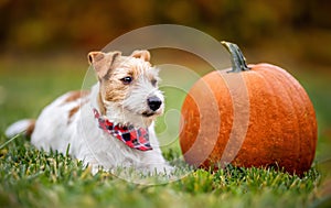 Cute dog with a pumpkin in autumn, halloween, thanksgiving or fall background