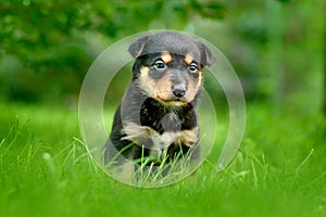 Cute dog pup sitting in the green grass. Animal in the garden. Unhappy young cub dog without mother. Small whelp with tip up ears.