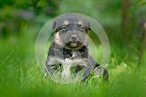 Cute dog pup sitting in the green grass. Animal in the garden. Unhappy young cub dog without mother. Small whelp with tip up ears