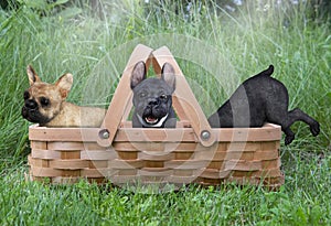 Cute Dog Puppies Playing, Puppy, Pets