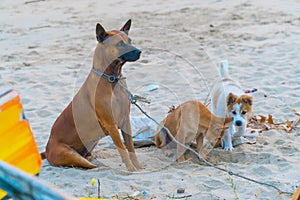 Cute dog puppies playing on the sand beach. Dog shelter concept.