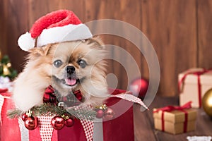 Cute dog puppies Pomeranian Wearing Santa Claus hat in gift box on Merry Christmas and Happy New Year decoration for celebration photo