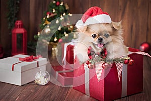 Cute dog puppies Pomeranian Wearing Santa Claus hat in gift box on Merry Christmas and Happy New Year decoration for celebration