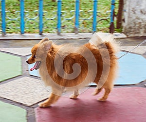 Cute dog puppy enjoy walking in beauty afternoon