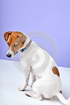 cute dog puppy jack russell terrier want to play, need attention, isolated on purple background