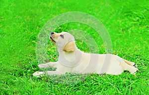 Cute dog puppy Labrador Retriever lying resting on the grass in summer park