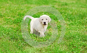 Cute dog puppy Labrador Retriever running