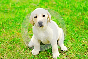 Cute dog puppy Labrador Retriever is sitting on green grass