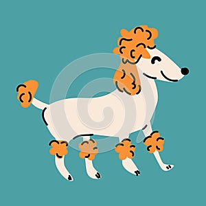 Cute dog, puppy - poodle breed. Canine animal, big dog. Flat vector illustration of poodle