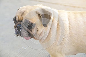 Cute dog puppy pug enjoys summer afternoon in park have drooling