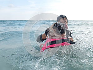 Cute dog puppy pug fear and afraid water swim on beach, Koh Kood , Thailand. (Kood Island, Trat province)