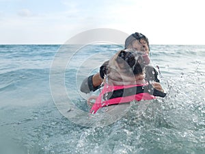 Cute dog puppy pug fear and afraid water swim on beach, Koh Kood , Thailand. (Kood Island, Trat province) photo