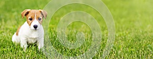 Cute dog puppy sitting in the grass, pet training banner