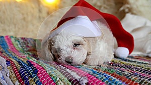 Cute dog puppy sleeps with big christmas hat