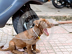 Cute dog puppy on the street