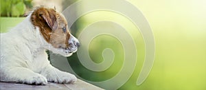 Cute dog puppy thinking - web banner idea