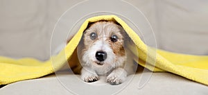 Cute dog puppy with towel after bath in the bed, pet grooming