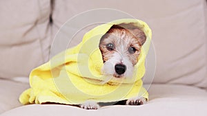 Cute dog puppy with a towel after bath waiting for dog biscuit, pet grooming