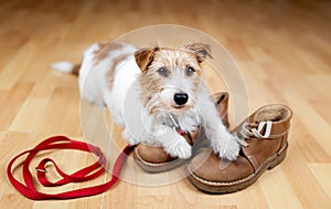 Cute dog puppy waiting for a walk with leash and shoes