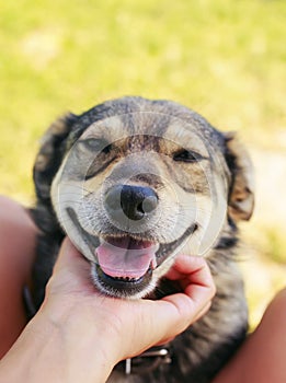 Cute dog put his muzzle on man`s lap and his stroking hands