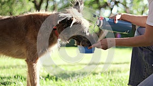 Cute dog is quenching thirst on a hot summer day.