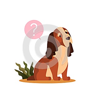 Cute dog with question mark. Purebread basset hound with confusion