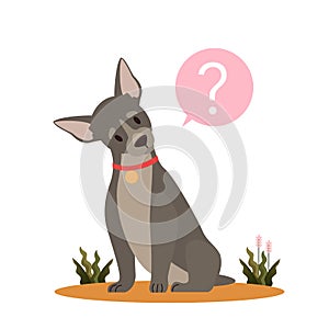 Cute dog with question mark. Purebread boston terrier with confusion photo