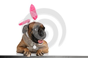 Cute dog with rabbit ears headband looking to side and panting