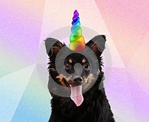 Cute dog with rainbow unicorn horn on blurred background