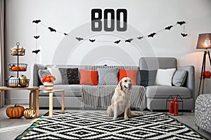Cute dog in rdecorated oom