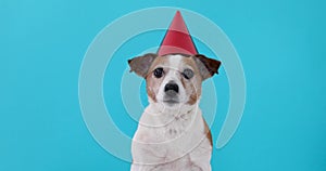 Cute dog in red party hat designed