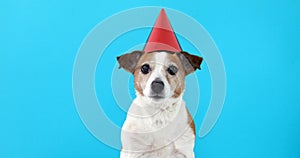 Cute dog in red party hat Designed