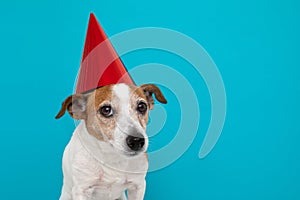 Cute dog in red party hat Designed