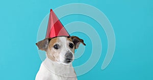 Cute dog in red party hat Designed