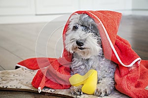 Havanese  Dog  with Red Towel and yellow Rubber  Duck ready for Bath