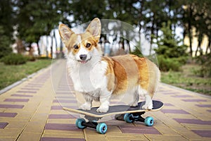 Cute dog redhead pembroke welsh corgi standing a skateboard on the street for a summer walk in the park
