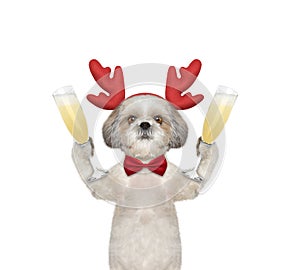 Cute dog in reindeer antlers with a glass of champagne