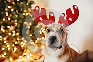 Cute dog with reindeer antlers sitting on background of golden b