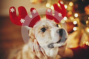 Cute dog with reindeer antlers sitting on background of golden b