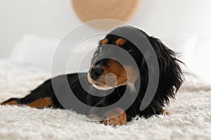 Cute dog relaxing on fluffy rug at home