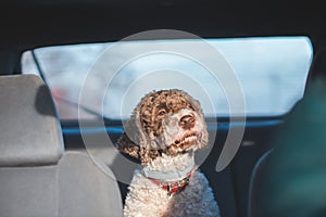 cute dog riding in the backseat of the car