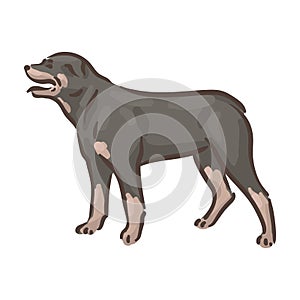 Cute dog Rottweiler breed pedigree vector illustration