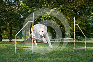 Cute dog running on agility competition. Dog in an agility competition set up in a green grassy park. white swiss shepherd jumping