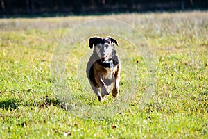 Cute dog running ahead in grass
